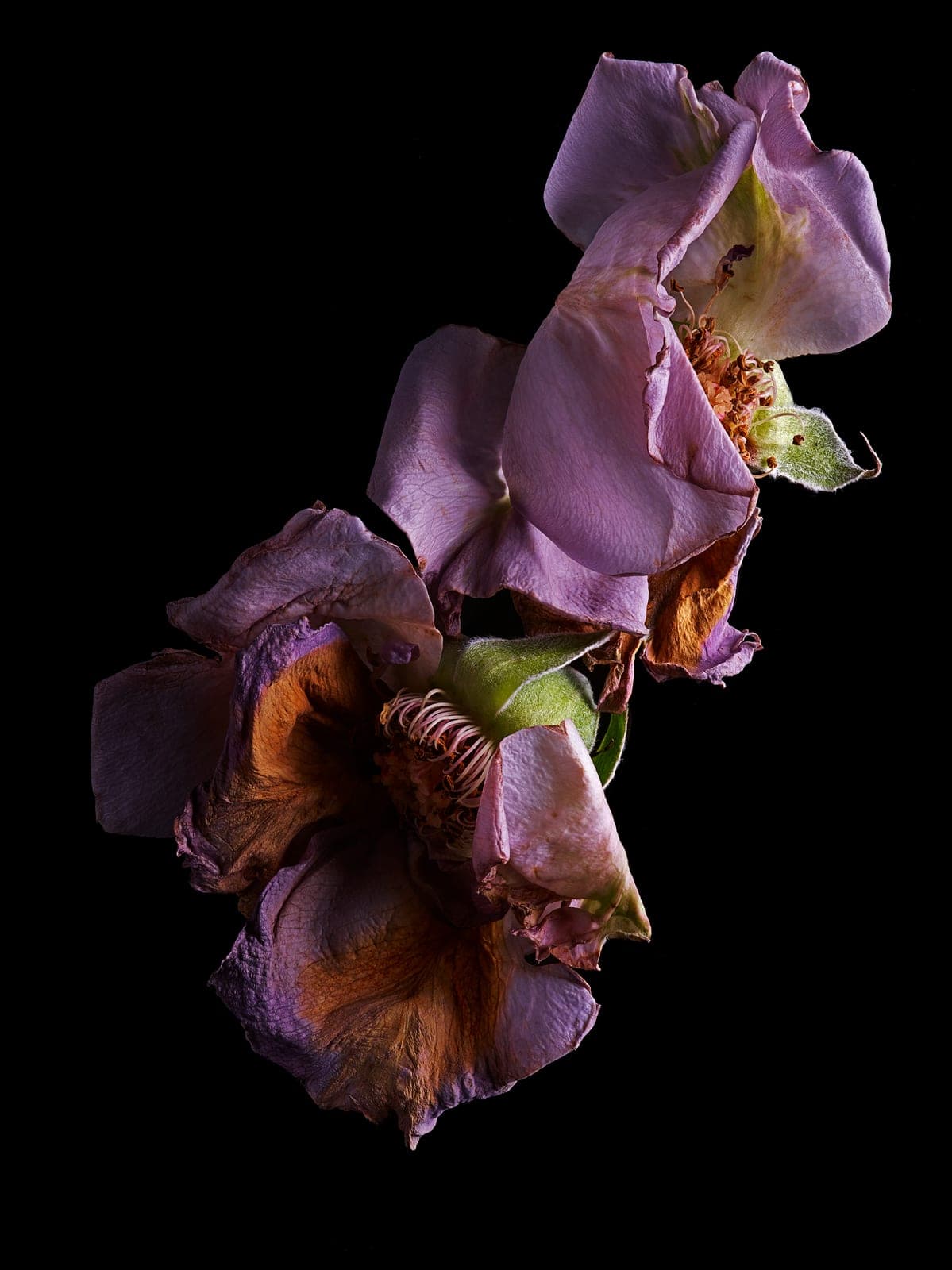 The Visitant IX — focus-stacked macro photograph of a decaying flower