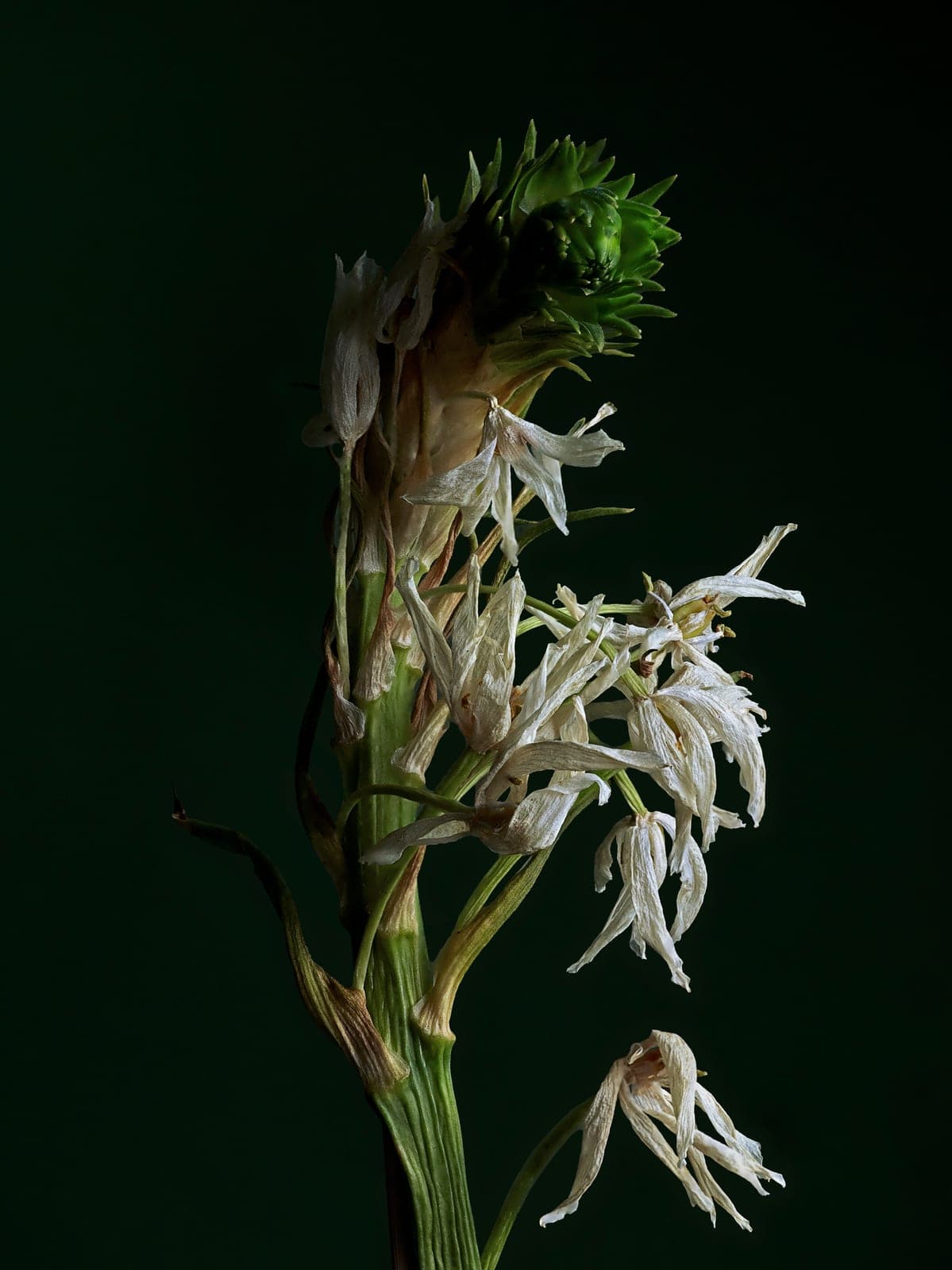 The Visitant LI — focus-stacked macro photograph of a decaying flower