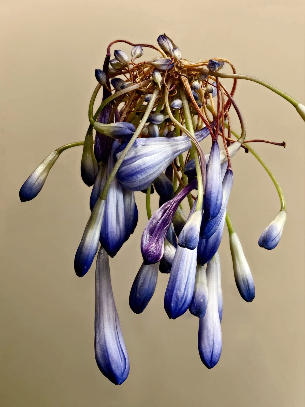The Visitant LII — focus-stacked macro photograph of a decaying flower