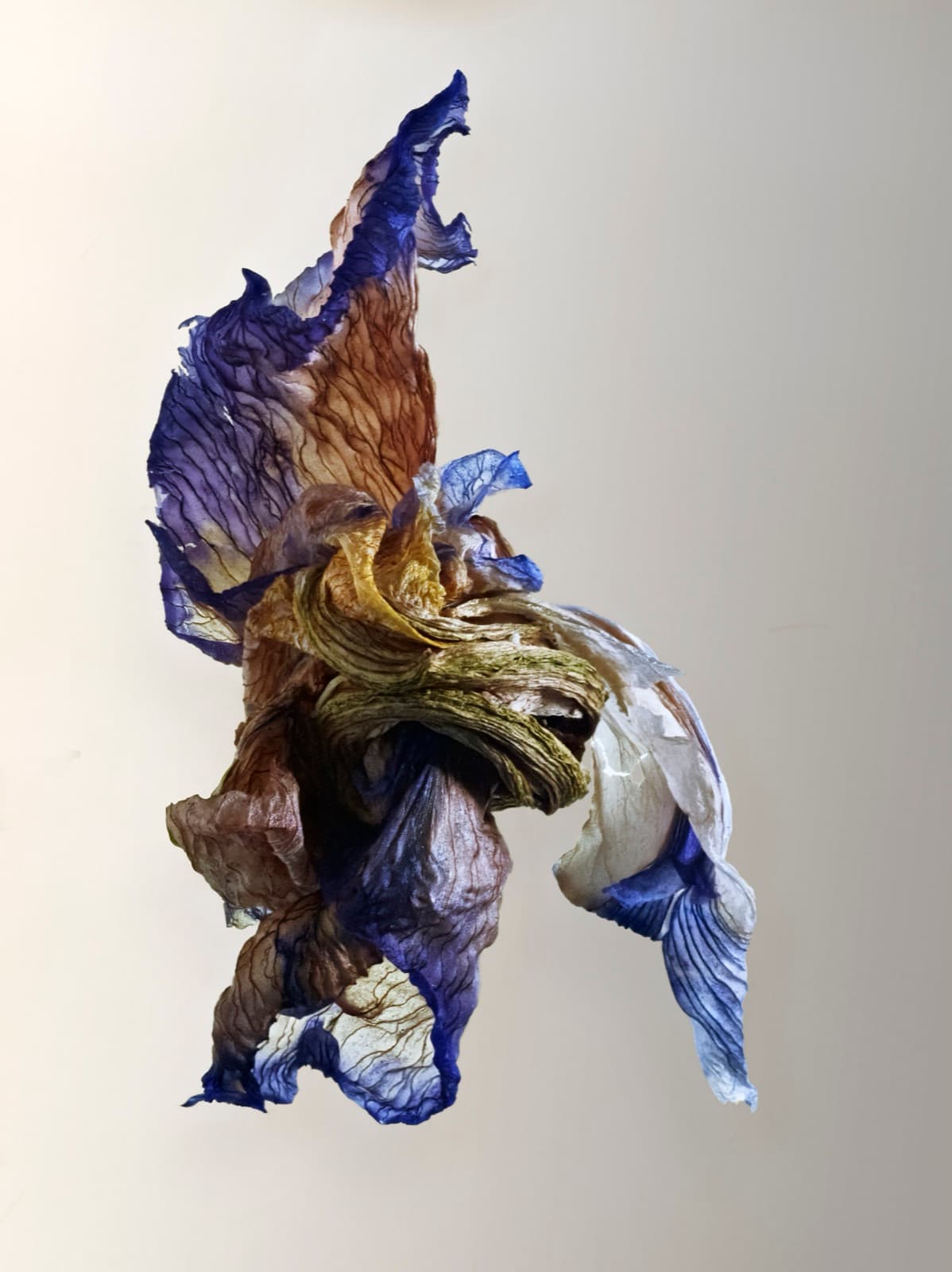 The Visitant LVII — focus-stacked macro photograph of a decaying flower