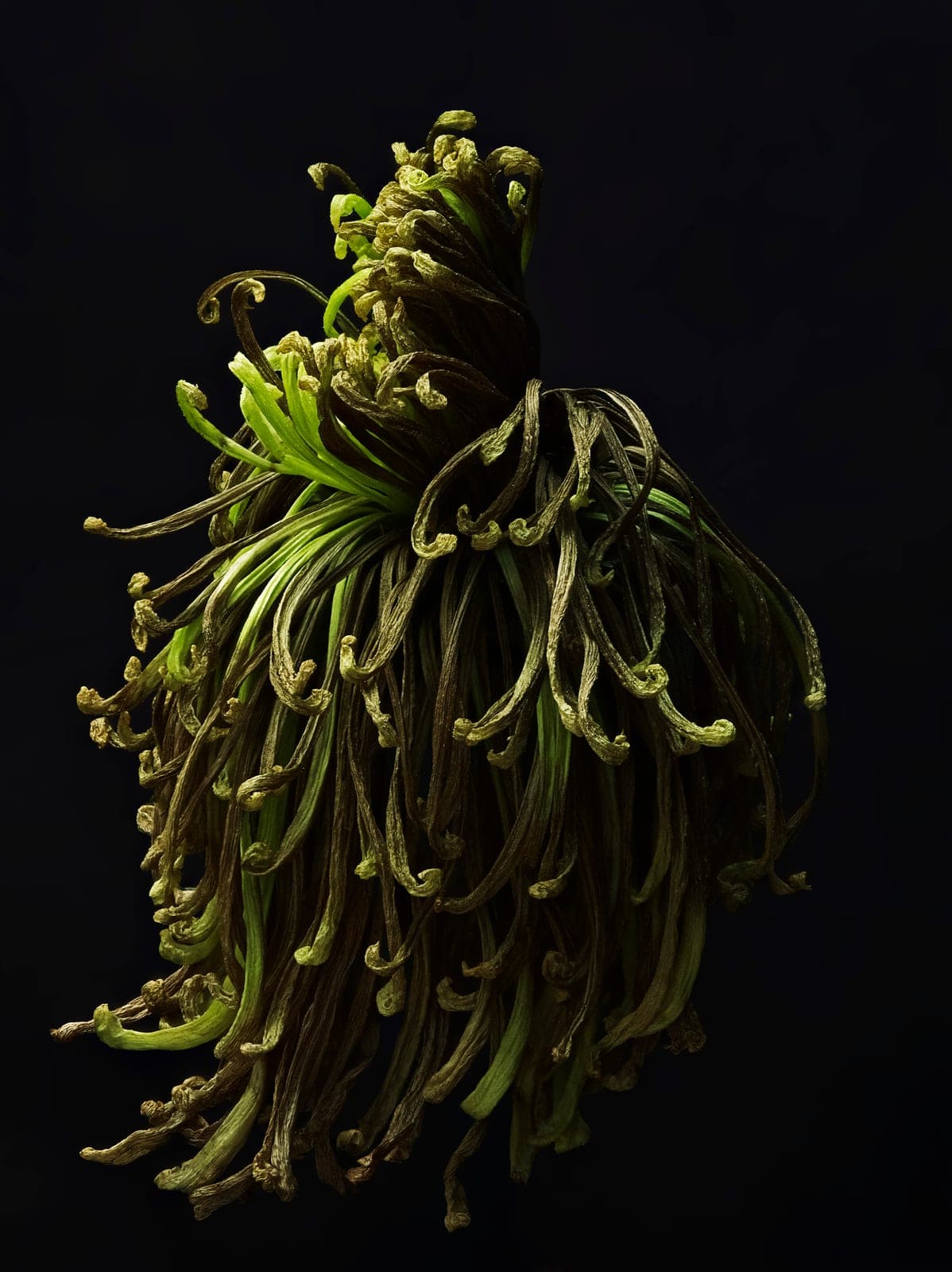 The Visitant LVIII — focus-stacked macro photograph of a decaying flower