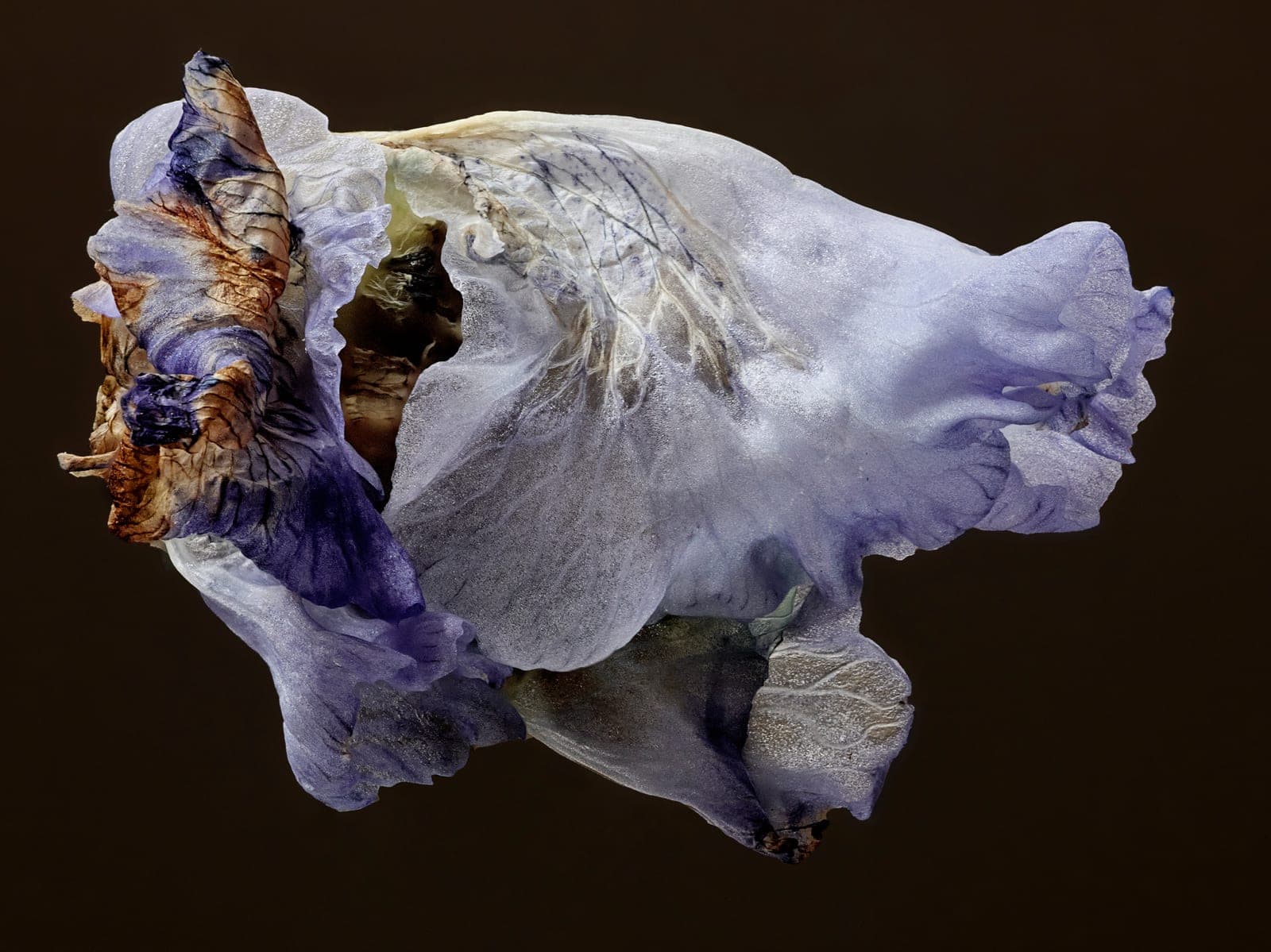 The Visitant LXIV — focus-stacked macro photograph of a decaying flower