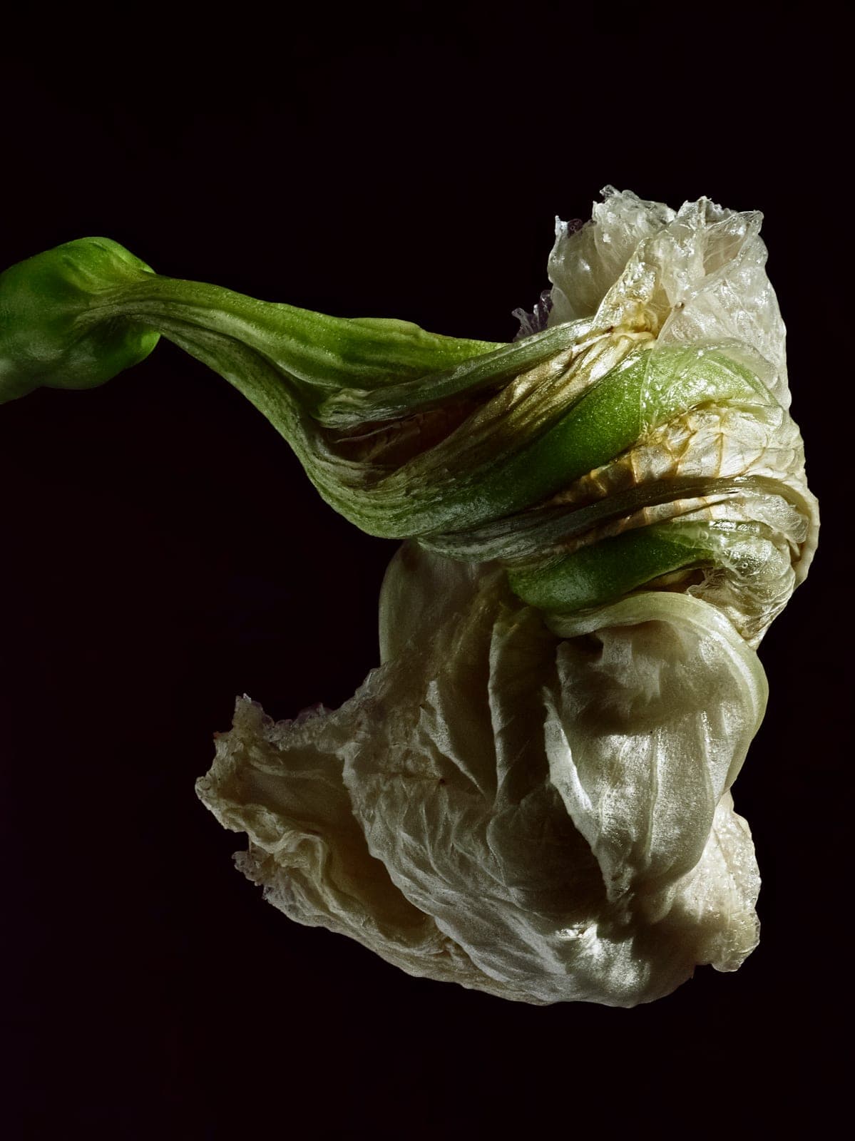 The Visitant LXVII — focus-stacked macro photograph of a decaying flower