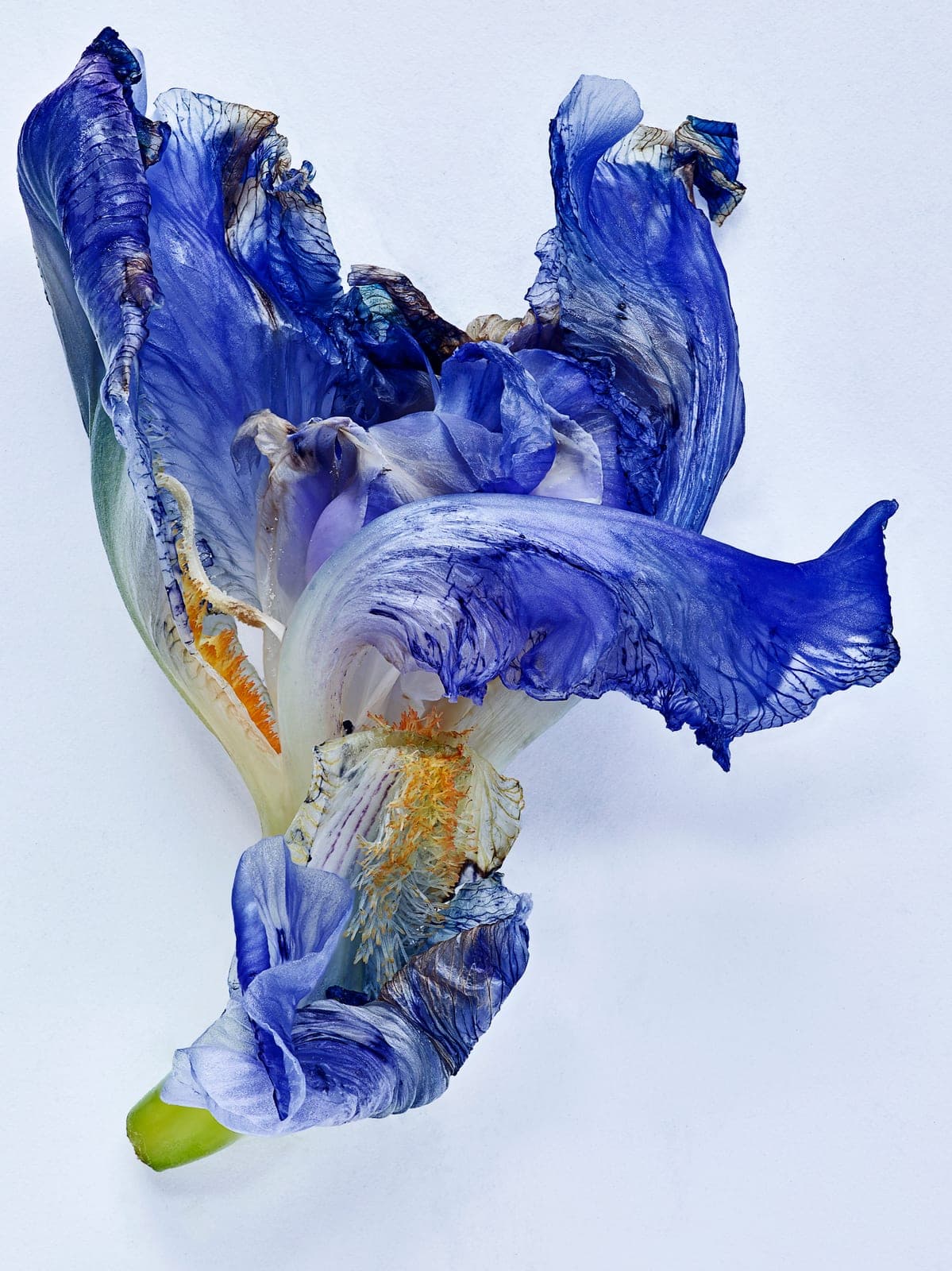 The Visitant XLI — focus-stacked macro photograph of a decaying flower