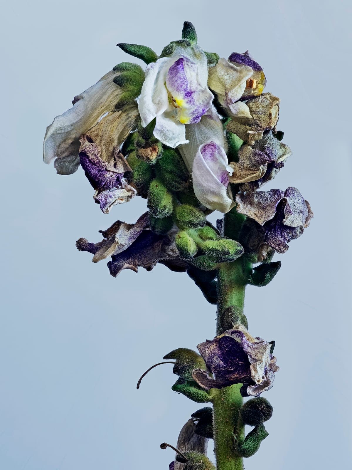 The Visitant XLII — focus-stacked macro photograph of a decaying flower