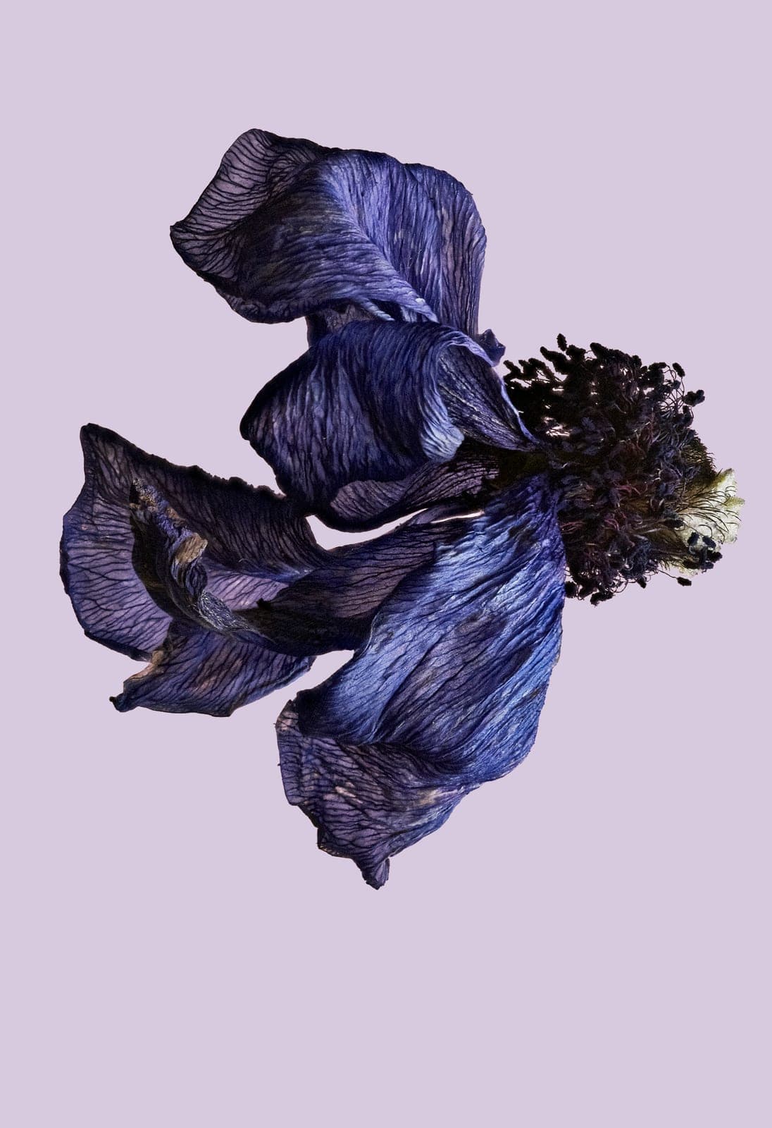 The Visitant XLVII — focus-stacked macro photograph of a decaying flower