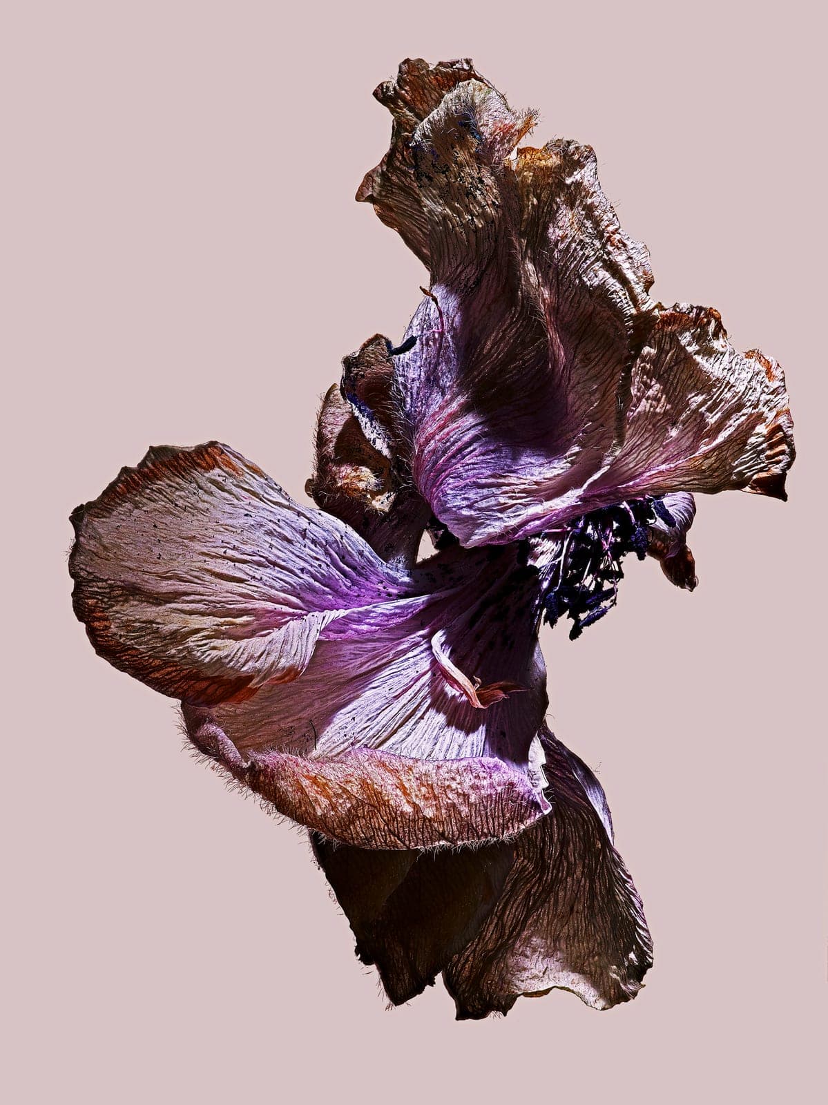 The Visitant XVII — focus-stacked macro photograph of a decaying flower
