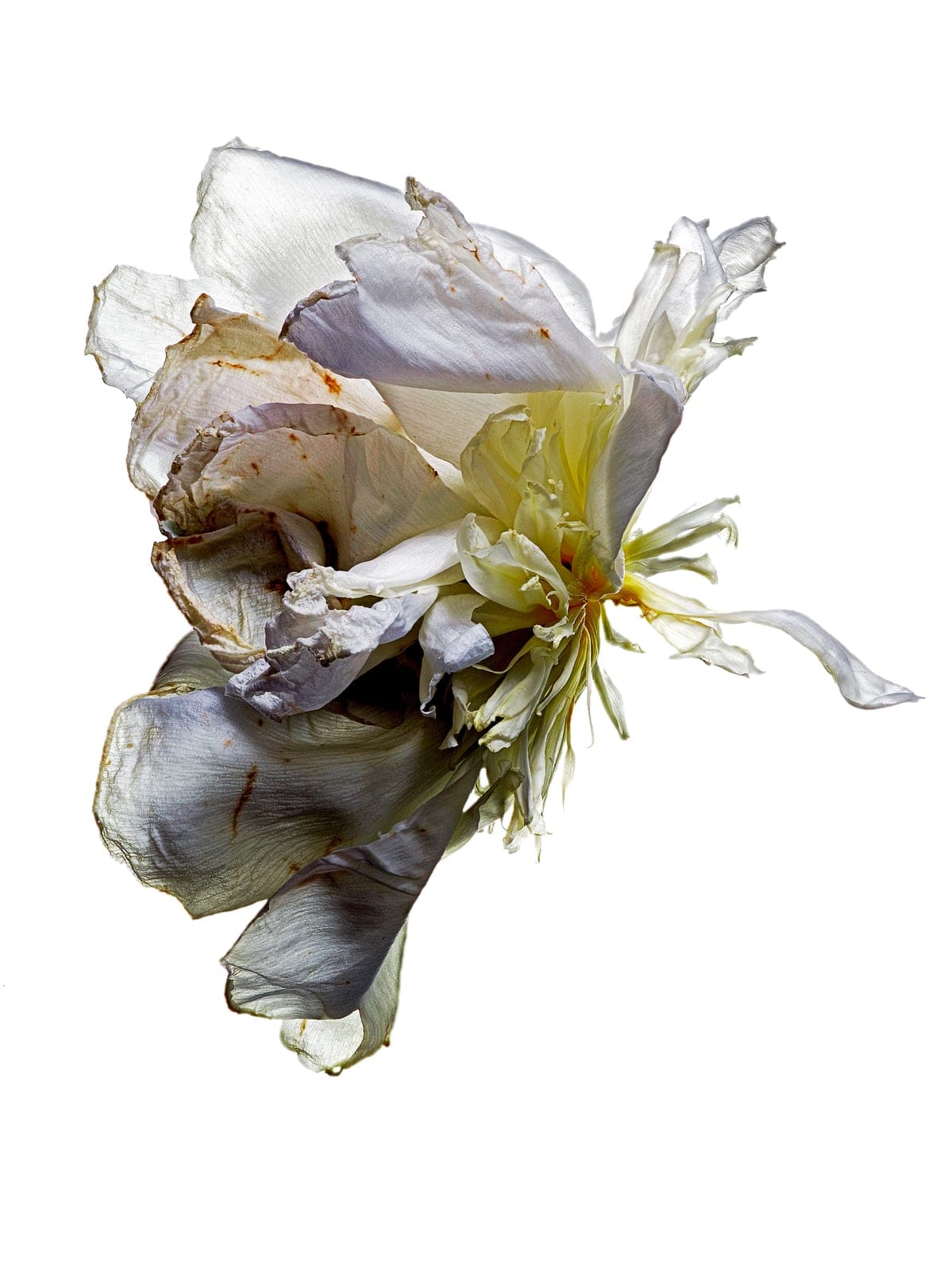 The Visitant XXI — focus-stacked macro photograph of a decaying flower