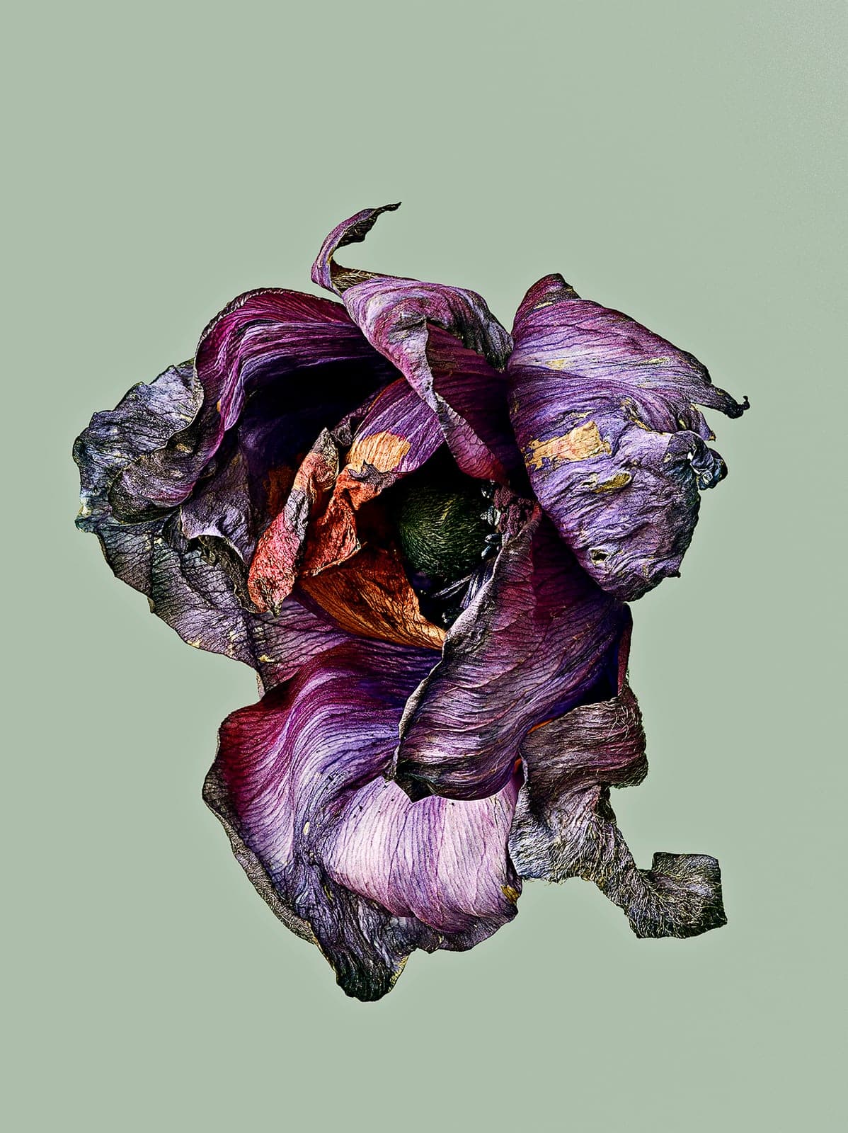 The Visitant XXII — focus-stacked macro photograph of a decaying flower