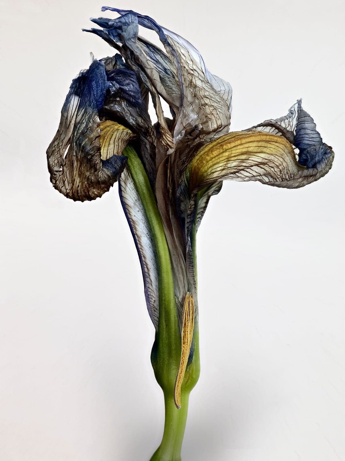 The Visitant XXX — focus-stacked macro photograph of a decaying flower