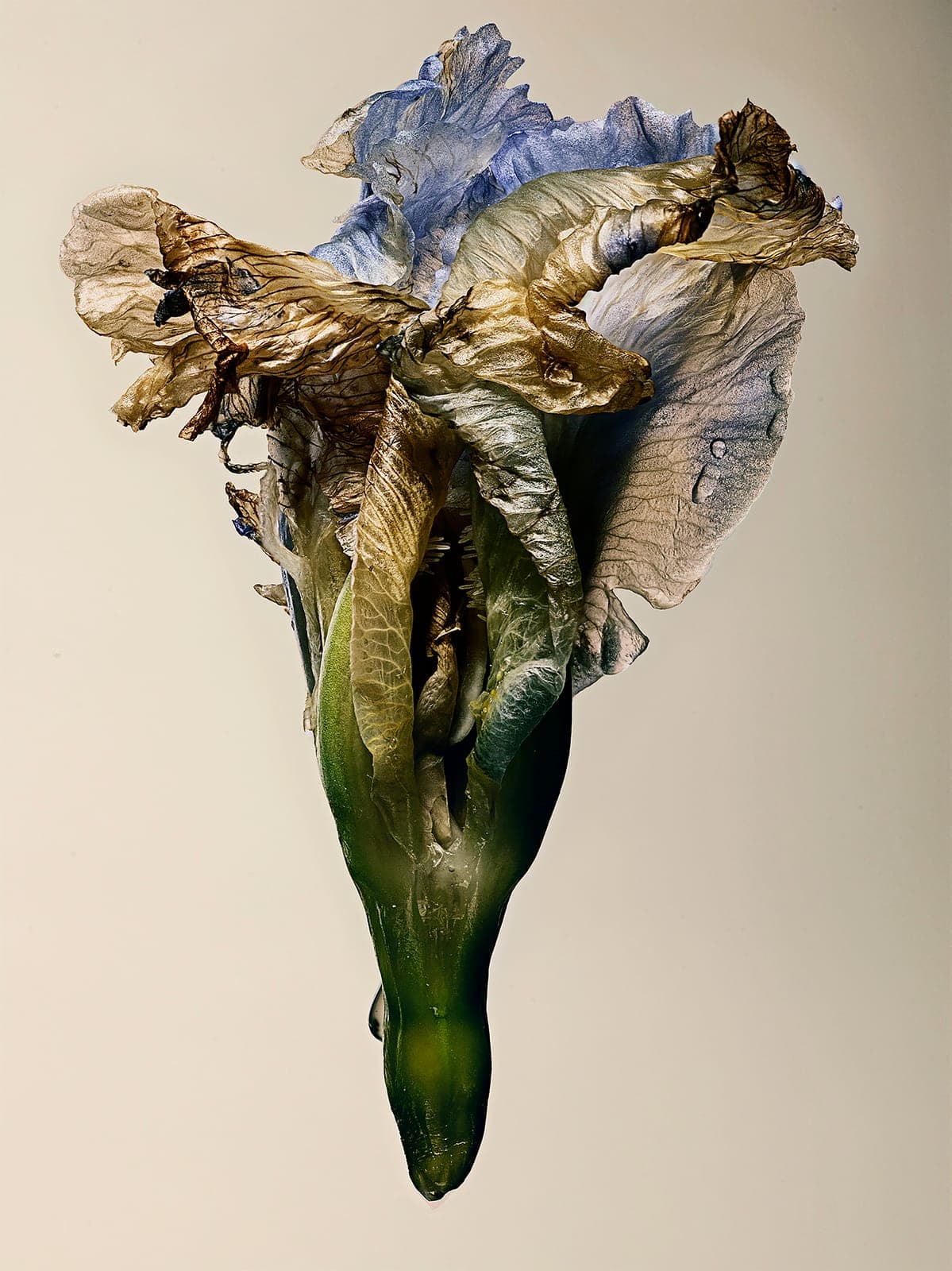The Visitant XXXI — focus-stacked macro photograph of a decaying flower